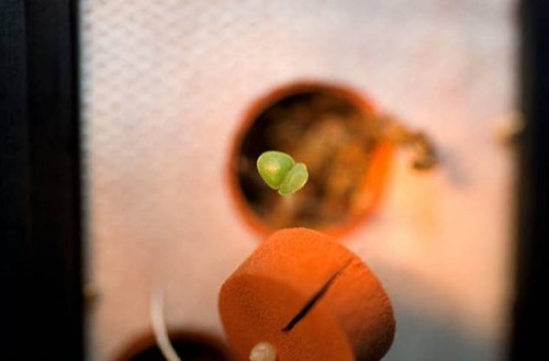 A small green sprout of cinnamon basil, grown on board the International Space Station in 2007 