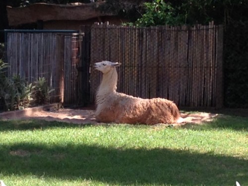 Photo of llama at São Carlos zoo