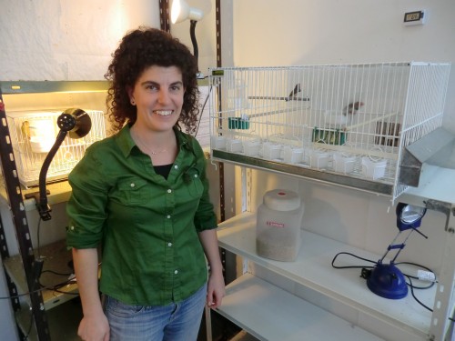 Researcher in front of a cage of zebra finches