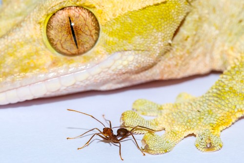Image of gecko and ant