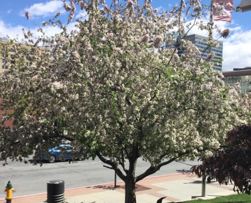 Photograph of a tree in Salt Lake City