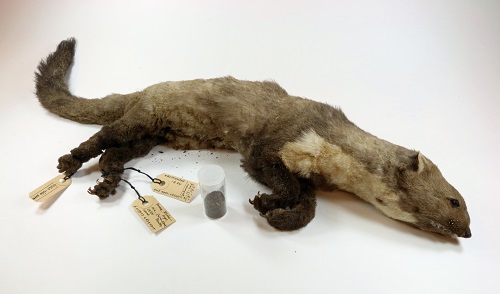 Marten on display at the Natural History Museum of Rotterdam