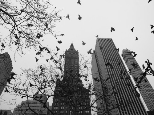Photograph of birds flocking over Central Park in New York