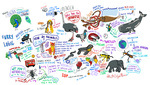 Delightful doodle: drawings inspired by the physics of animals (Courtesy: Jessica Wade)