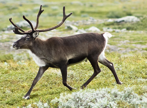 Geoengineering: reindeer can change local albedo (Courtesy: CC BY-SA 3.0/Alexandre Buisse)