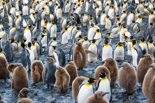 Photograph of King penguins